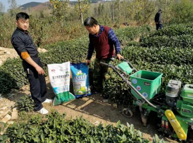 Tea Garden Management — Scientific Application of Base Fertilizer for Tea Trees in Autumn 2023-3