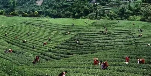 Hubei Tea: Baokang Songzhen (Pine Needle)