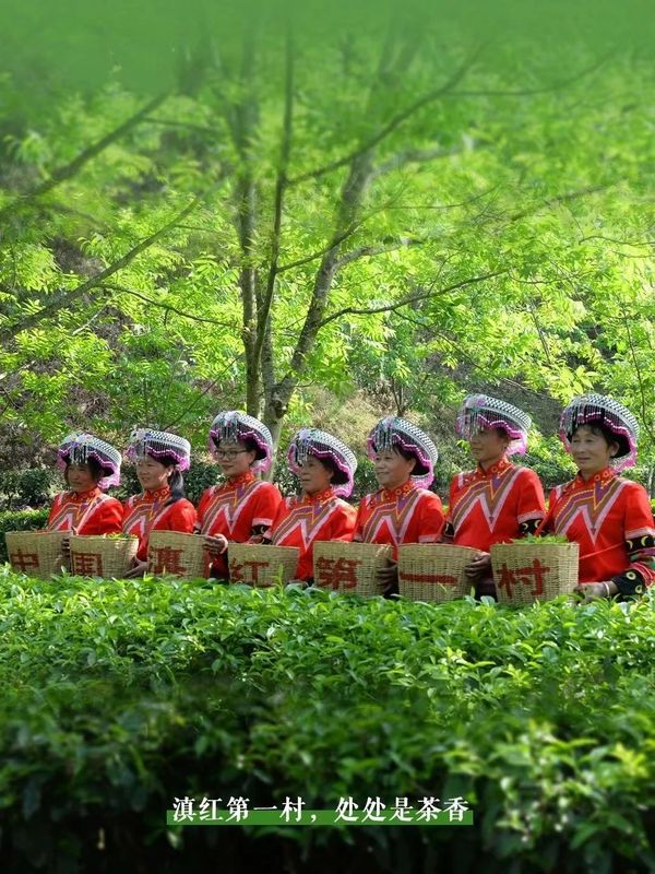 Dianhong's Premier Village: The Fragrant Tea of Anshi-1