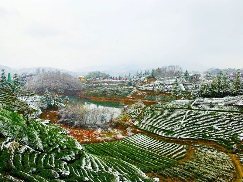 Anhui Academy of Agricultural Sciences Tea Research Institute: Emergency Prevention and Remedial Techniques for Extreme Winter Cold Damage in Tea Gardens-1