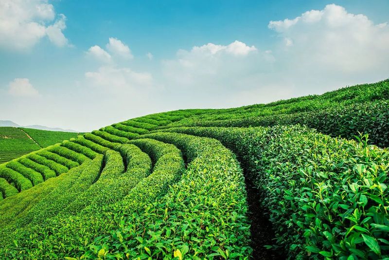 The Impact of Soil Conditioners on Tea Garden Soil Environment and Tea Plant Growth-1