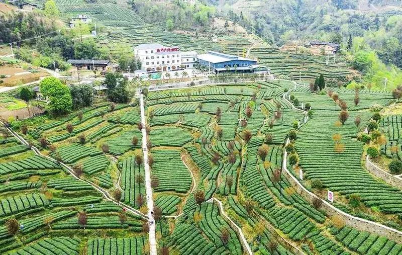 Shuangqiao Town: Busy with Summer-Autumn Tea Garden Management, Ensuring Increased Income for the People-1