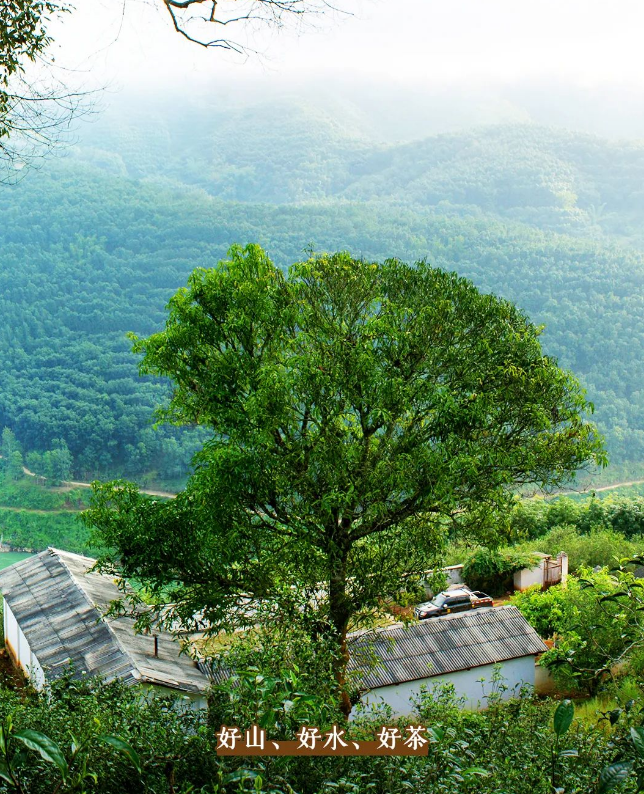 To Xigui, Brew a Pot of Fine Tea and Watch the Sea of Clouds-7