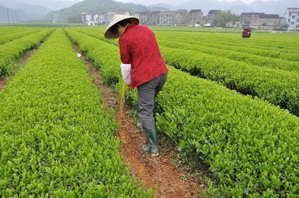 Scientific Fertilization for Green, High-Yield, and Efficient Tea Production-1