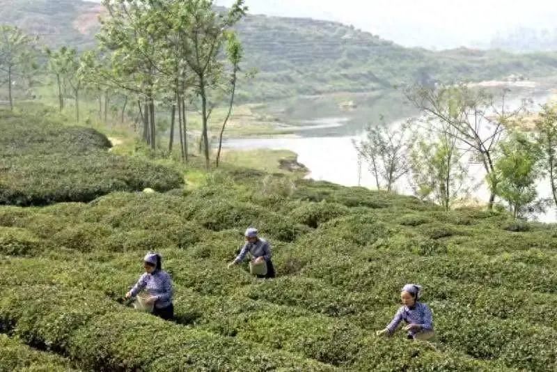 Huaiyuan Tongbai: Empowering the Tea Industry with Technology for Quality and Efficiency-1