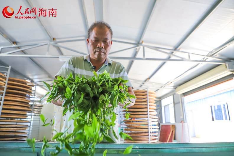 Wuzhishan, Hainan: Green Mountains and Clear Waters Nurture 