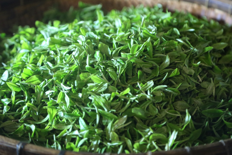 Guipa Tea, a Characteristic Agricultural Product of Guangxi-1