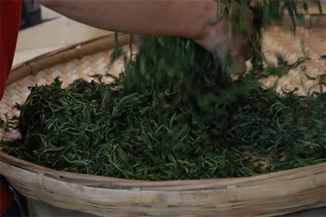 Kneading: Unafraid of Shattering, Leaving Behind a Fragrant Tea for Mankind-3