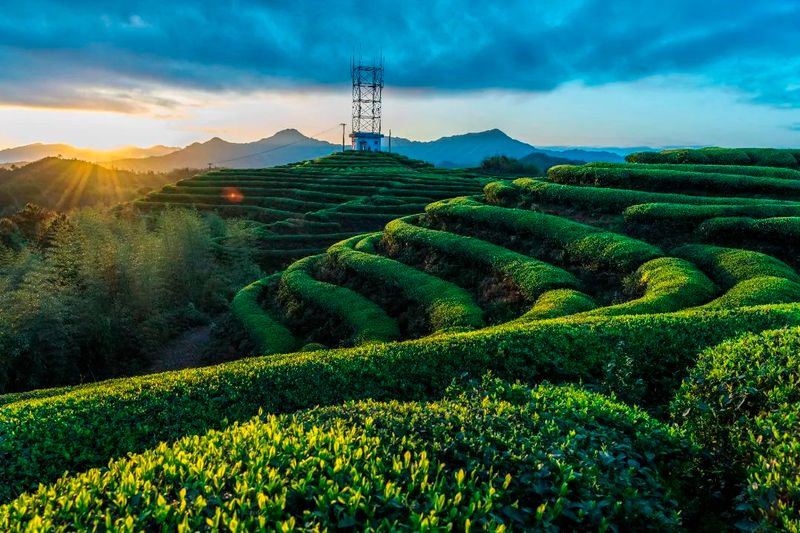 Wenzhou Morning Tea —— Three-Cup Aroma Tea from Taishun-1