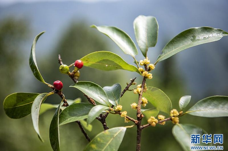 Wuxi, Chongqing: Ancient Eagle Tea Trees in Bloom-9