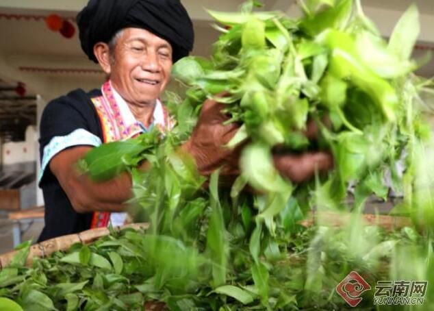 Mannuodazhai, Manghai County, Yunnan: Happiness Comes with the Aroma of Tea-3