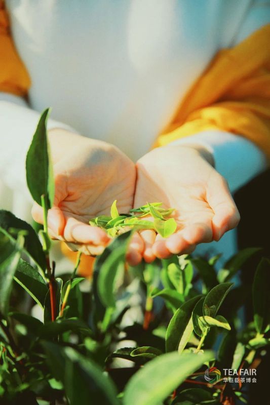 How to Drink Tea Healthily? Follow the Four Principles of 