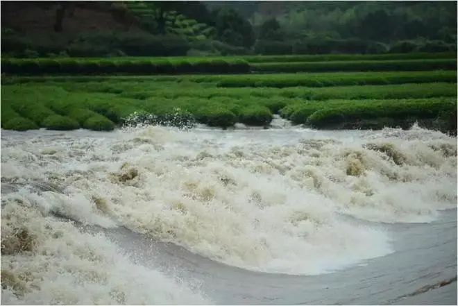 Precautions for Disaster Prevention and Response in Tea Areas During the Plum Rain and Mountain Flood Season-1