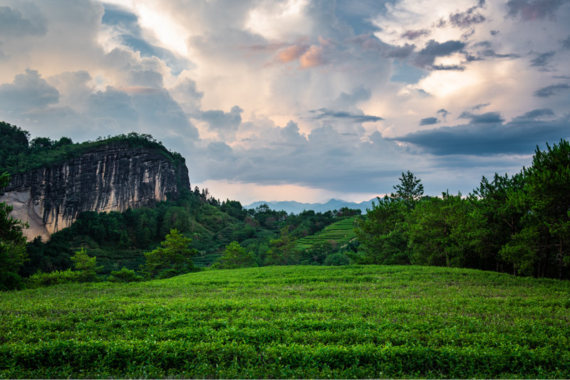 A Taste of Wuyi's Scenery in a Cup of Clear Tea-4