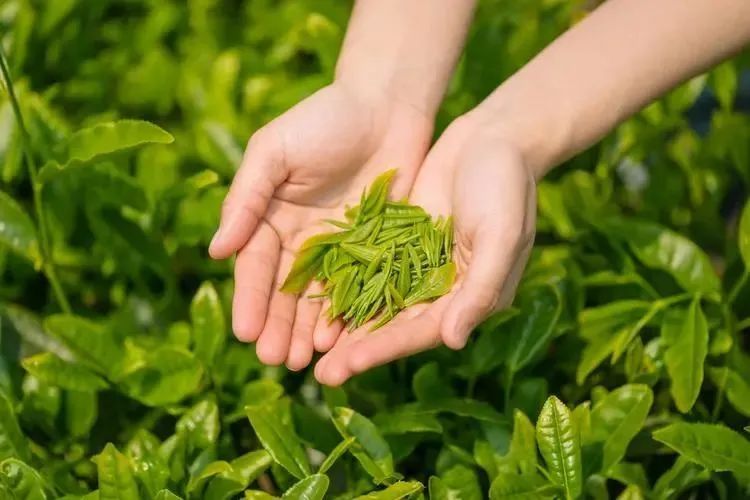 Four Benefits and Three Precautions of Drinking Early Spring Green Tea!-1