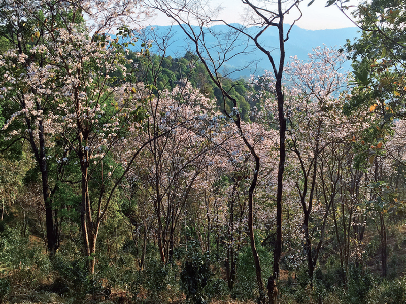 Puer Raw Tea: Savor the Aroma, Freshness, and Mountain Origins (Part 2)-2