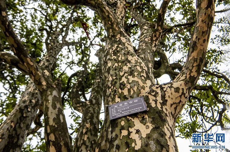 Wuxi, Chongqing: Ancient Eagle Tea Trees in Bloom-4