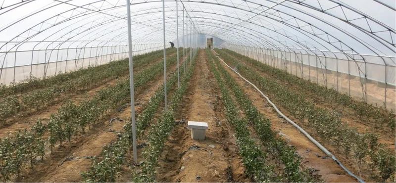 Rizhao City: Technical Guidance for Tea Gardens Dealing with Extreme Weather-8