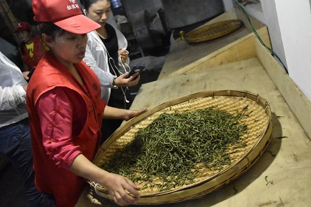 Purpose of Puer Tea Rolling-1