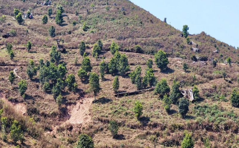 Jinggu Yizhi: The Aroma of Wild Tea in the Mountains Keeps Tea Farmers Busy Picking-1