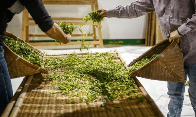 Wilting Process: A Key Step in Tea Production-1