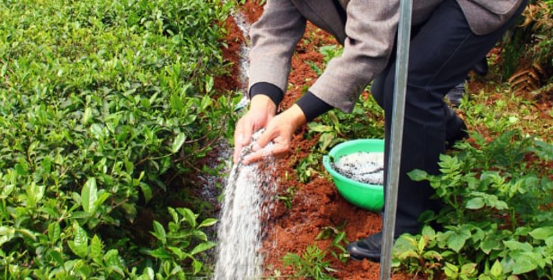 Technical Guidelines for Tea Production in Summer and Autumn 2024 Released by the Ministry of Agriculture and Rural Affairs-2