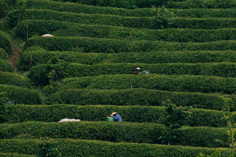 A Tea Garden in Ningde Makes the List of the First 