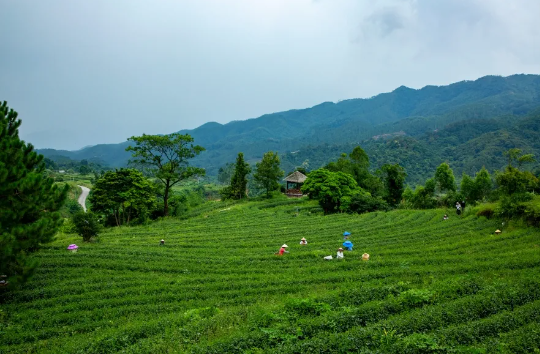 Eco-Farming Yields Rich Tea Aroma! Savor the Scents, Encounter the “ShenZhen Quality” Tea on High Mountains-2