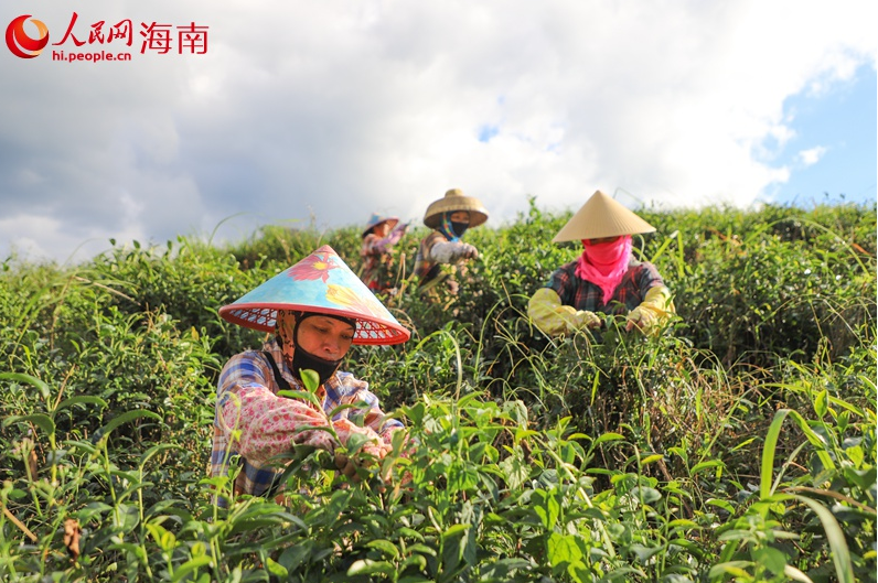 Wuzhishan, Hainan: Green Mountains and Clear Waters Nurture 