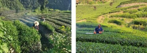 Shuangqiao Town: Busy with Summer-Autumn Tea Garden Management, Ensuring Increased Income for the People-4