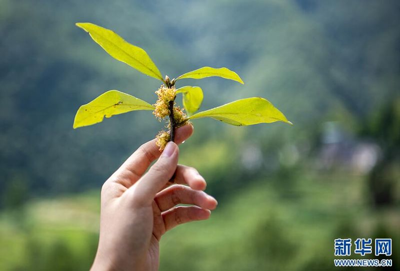 Wuxi, Chongqing: Ancient Eagle Tea Trees in Bloom-5