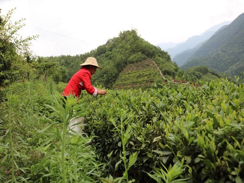 Cloudy Mist Chrysanthemum Tea Production Technique-2