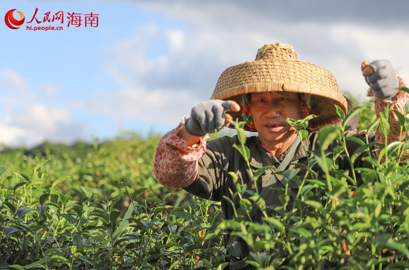 Wuzhishan, Hainan: Green Mountains and Clear Waters Nurture 