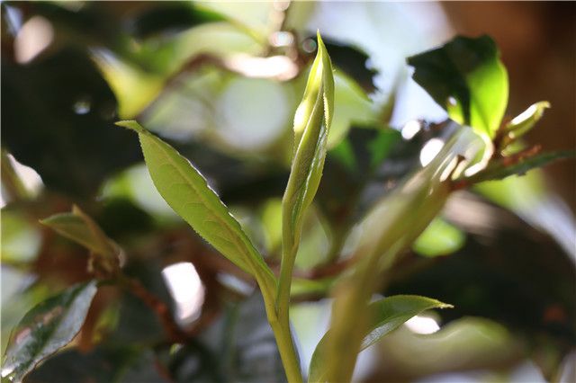 Is Bingdao Spring Tea Better or Autumn Tea?-2