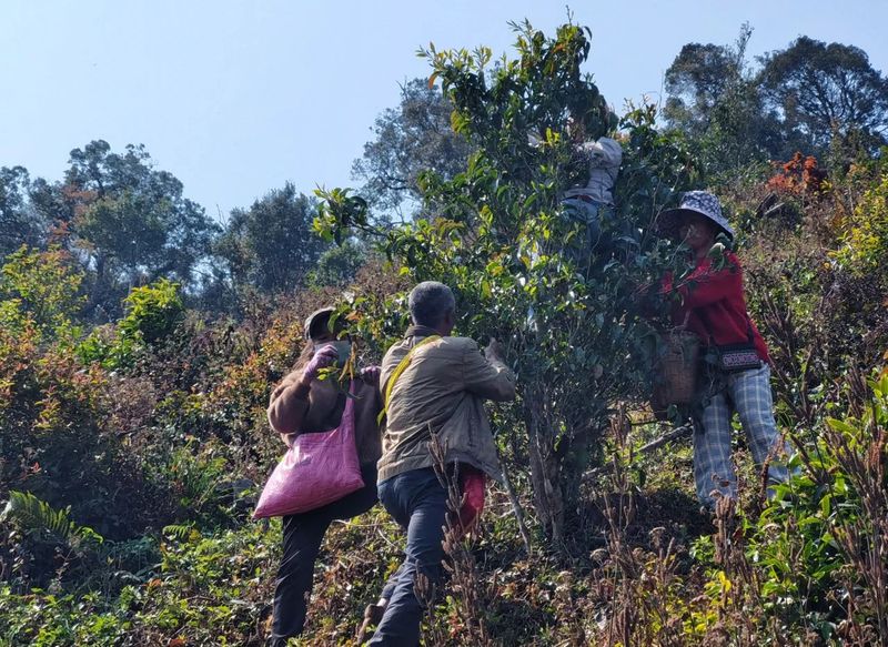 Jinggu Yizhi: The Aroma of Wild Tea in the Mountains Keeps Tea Farmers Busy Picking-2