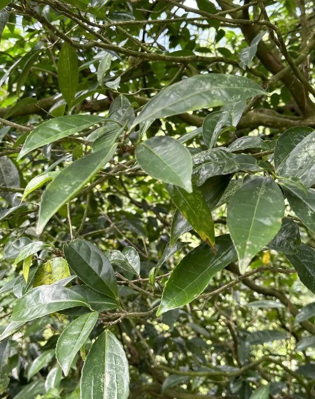 Chongqing Has Thousand-Year-Old Giant Tea Trees?-5