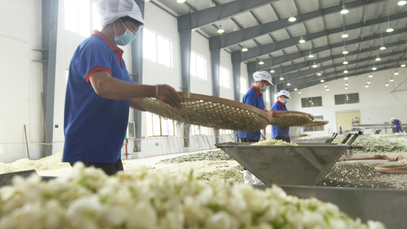 China's Tea on the Tip of the Tongue: National Intangible Cultural Heritage, Scented Tea Production Skills, Zhang Yiyuan Jasmine Tea Production Skills-6