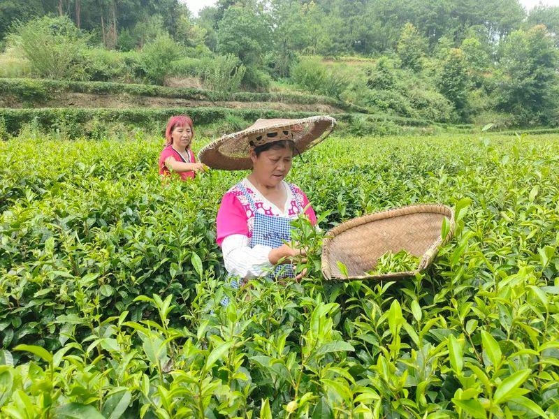 Longtang Town: Large-Scale Tea Processing Boosts Confidence in Industry Development-1