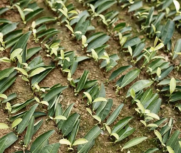 Albino Tea Propagation