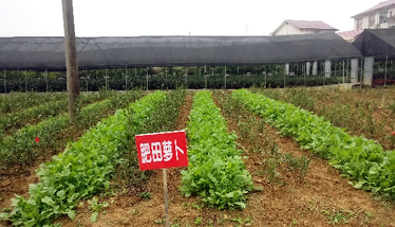 Intercropping Winter Green Manure in Tea Gardens-4