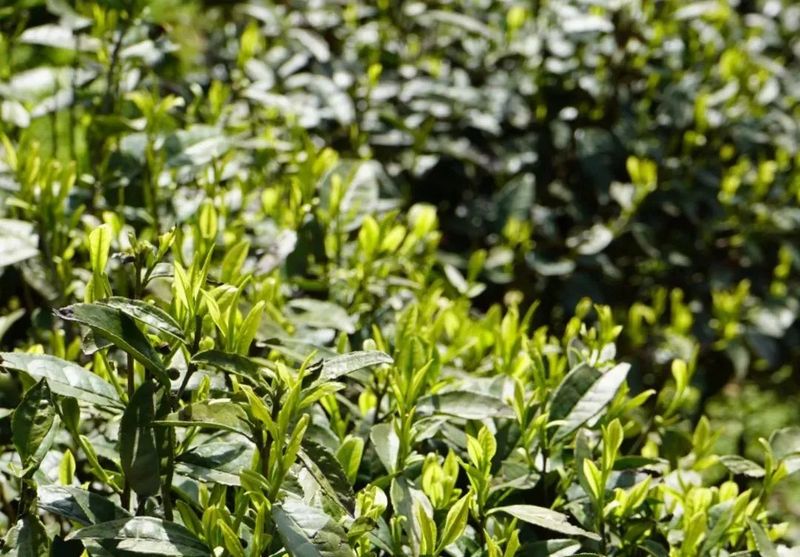 Check and Receive Guizhou's Winter Management Techniques for Tea Gardens and Cold Prevention Measures-1