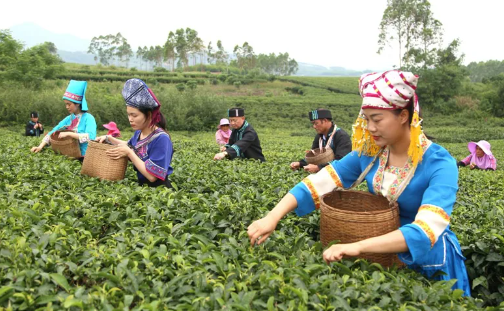 Guipa Tea, a Characteristic Agricultural Product of Guangxi-3