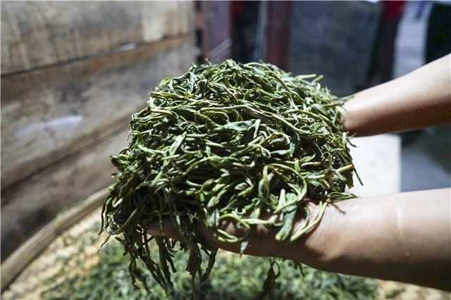 Is the Kneading Process of Pu'er Tea Really Crucial?-4