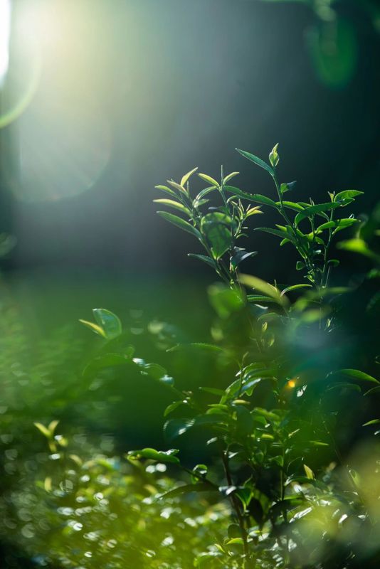 A Taste of Wuyi's Scenery in a Cup of Clear Tea-9