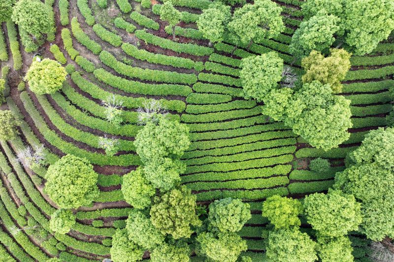 Mojiang: Tea Gardens Verdant After the Rain-3