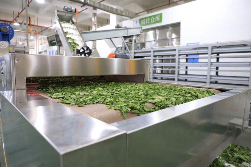 Duyun's First Fully Automated Tea Production Line Put into Operation-6