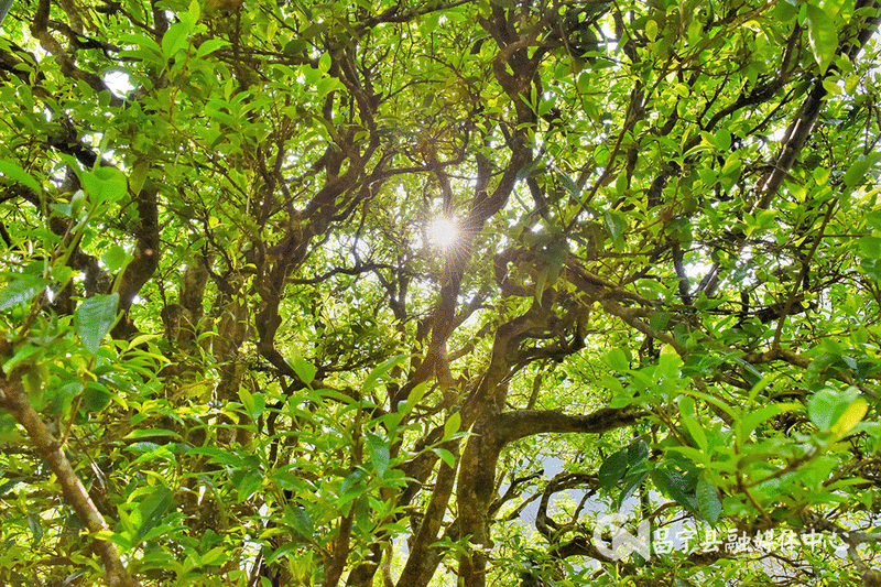 Mangshui Changning: The Spring Tea Flourishes with the Waters of the Lancang, the Ancient Trees of the Origin are All Good-1