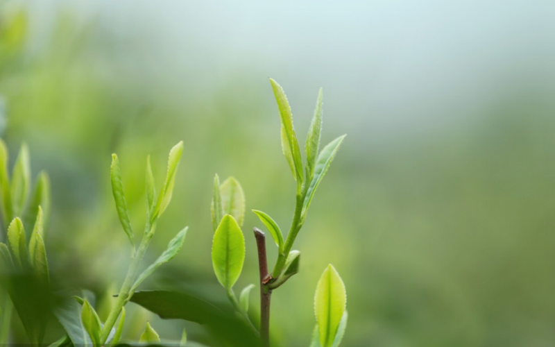 West Lake Longjing Is About to Hit the Market! Grab These Fresh Buying Tips Ahead of Time-3