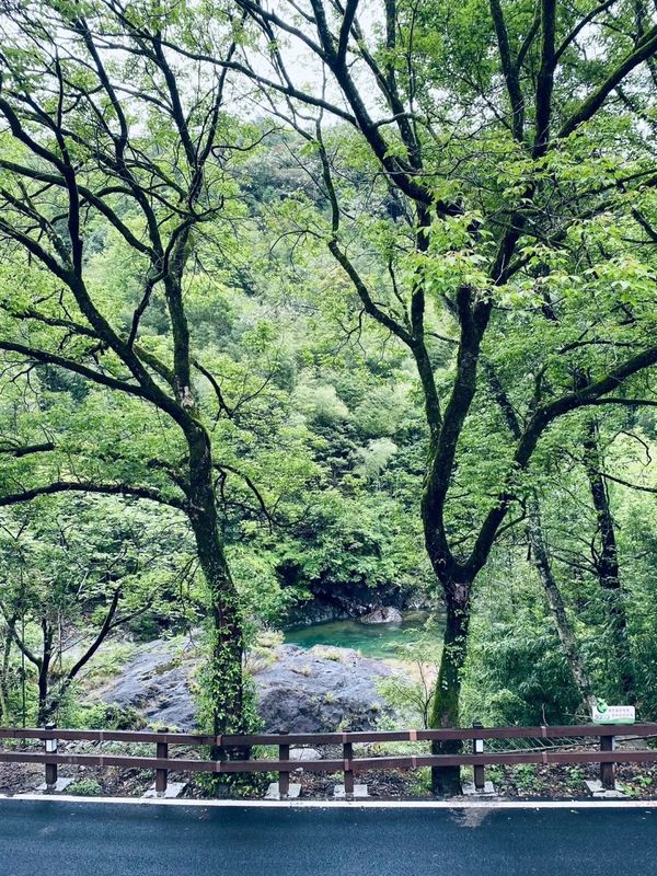 The Unique Ecological Environment of the Core Producing Area of Zhengshan XiaoZhong, the Ancestor of Black Tea-2