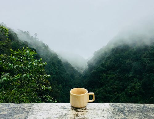 Mengding Mountain Yellow Bud: What Type of Tea Is It? Getting to Know a Fine Tea Near Us—Mengding Yellow Bud-3